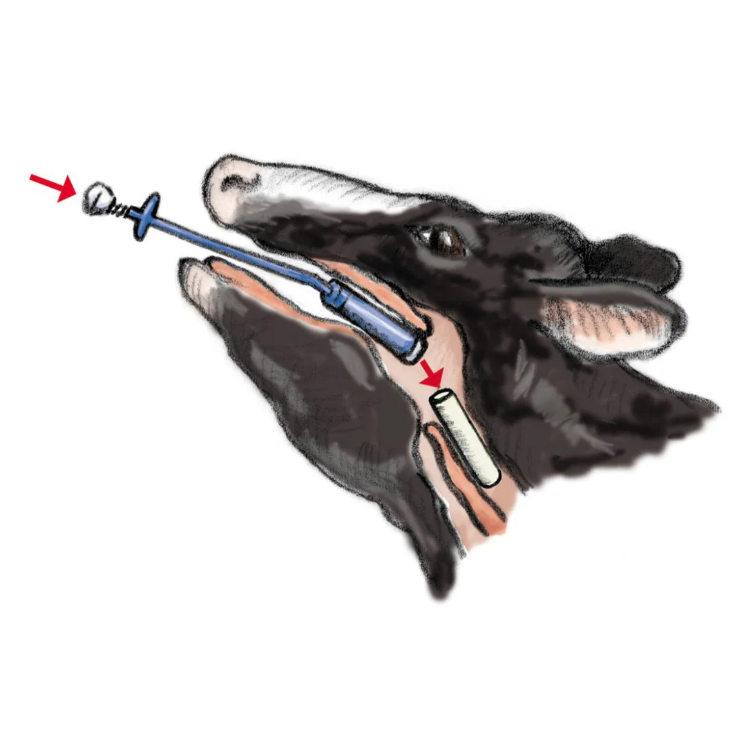 Bolus and rumen magnet applicator for cattle, 70 cm