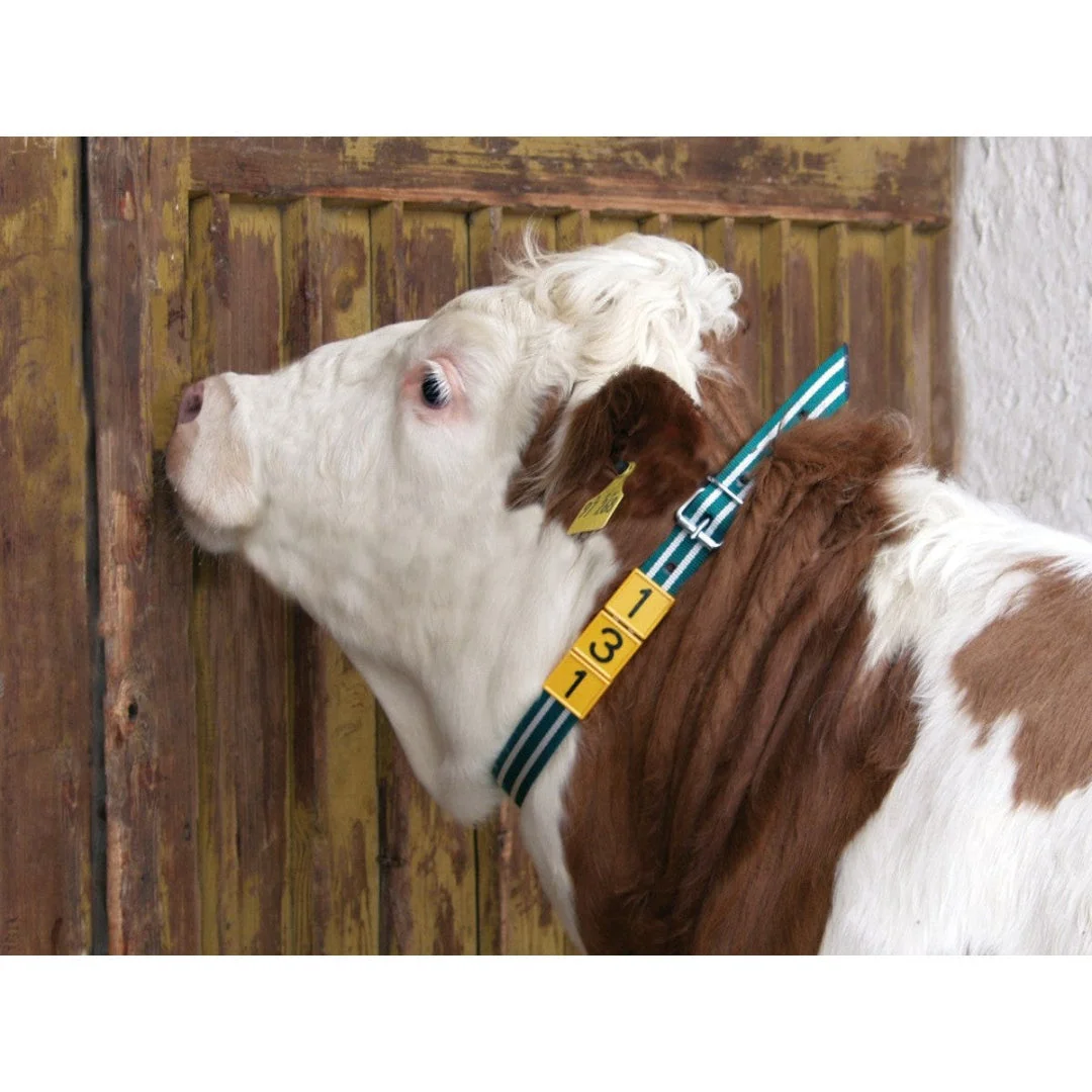 Curea pentru marcarea animalelor, 120 cm sau 135 cm, verde/alb