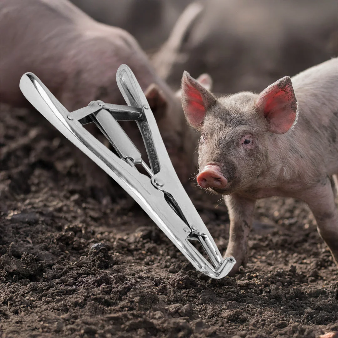 Professional castration ring applicator pliers for pigs, 221 mm