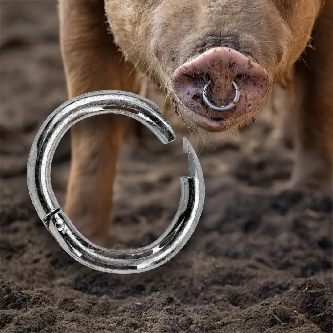 Nickel-plated steel pig nose rings, set of 10