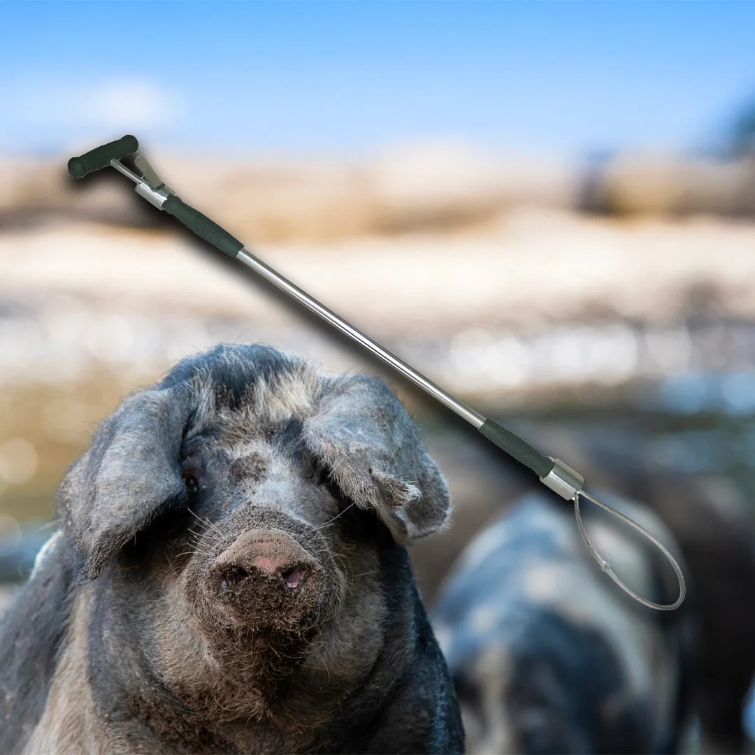Pig restraining snare with handle and rubber-coated loop, 60 cm