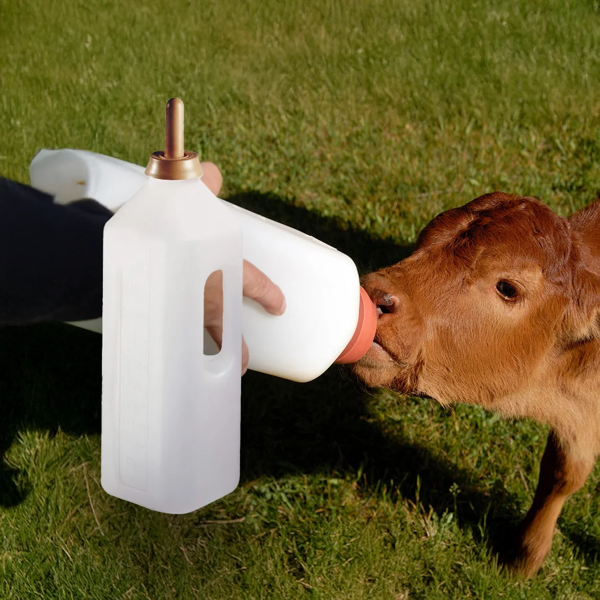 Calf feeding bottle with teat, 3 L