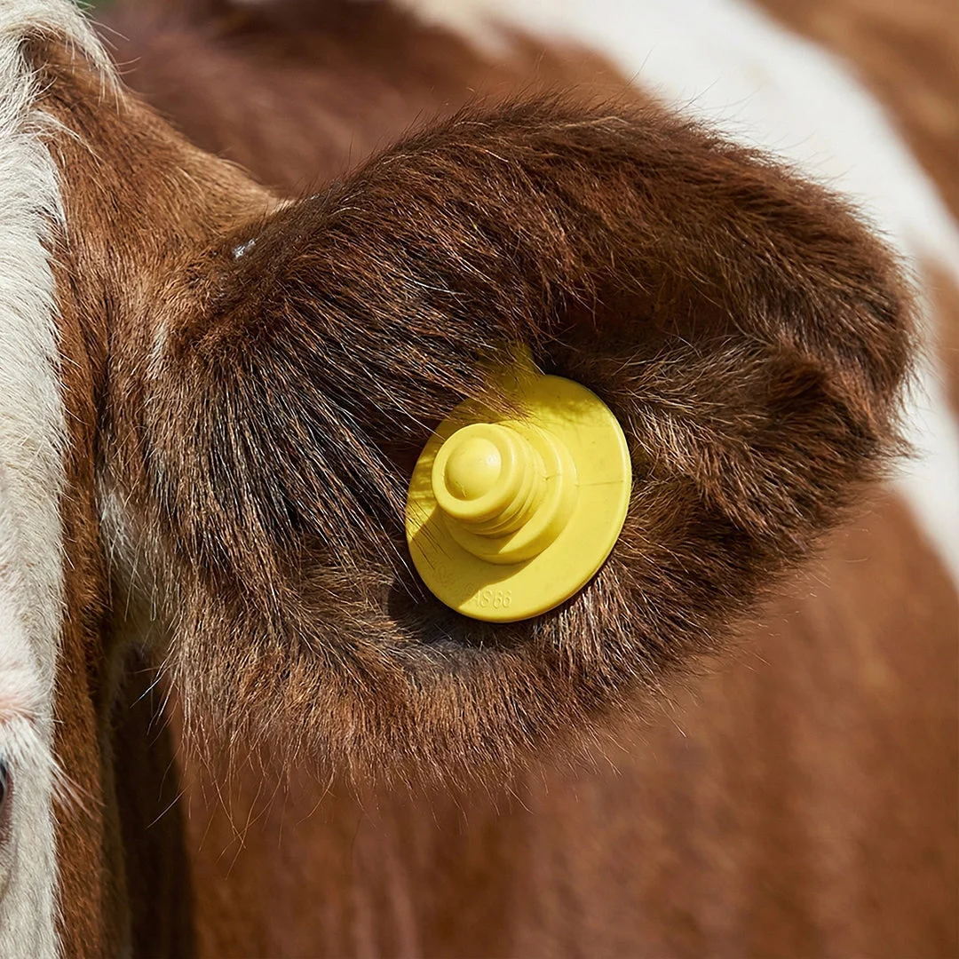 Button + Button cattle ear tags, yellow, set of 20