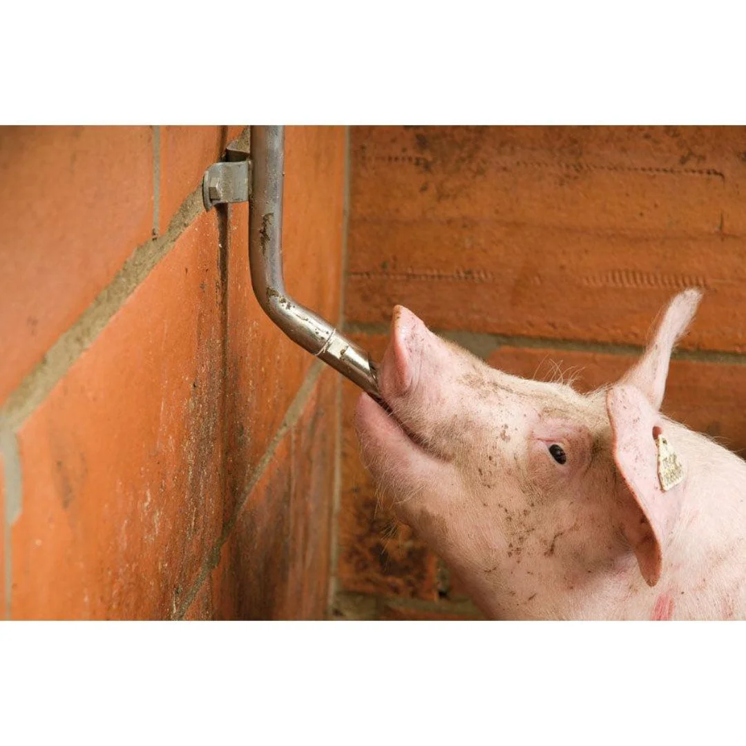 Stainless steel pig drinking nipple, 1/2″
